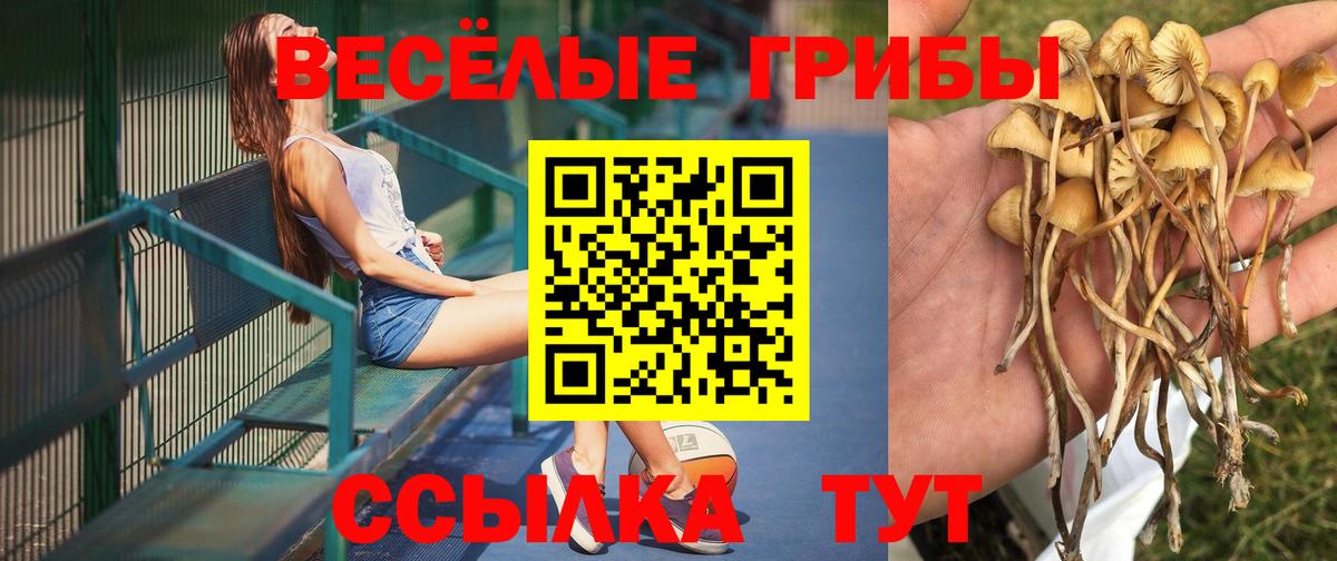 Наро-Фоминск  Галлюциногенные грибы Cubensis  Вход с VPN 